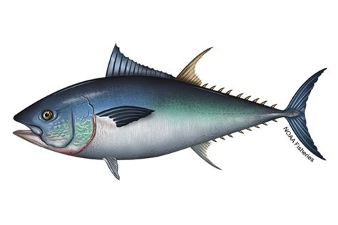 Giant Bluefin Tuna