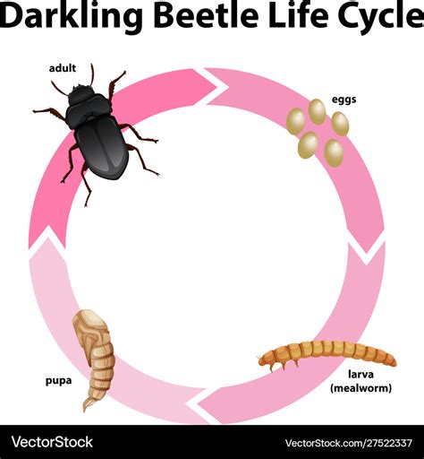 mealworm life cycle worksheet - Hunter Goldsmith