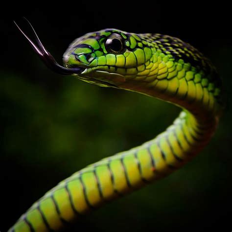 Boomslang - Tumblr Gallery