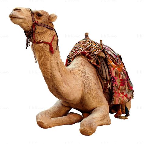 Camel lying down png photo