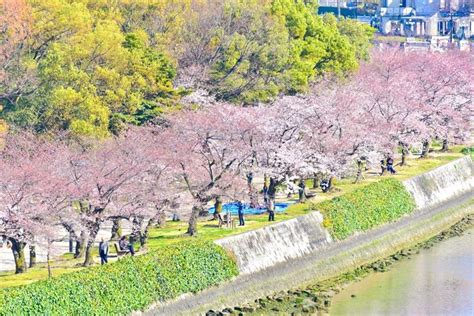 Admire Beautiful Cherry Blossoms in Hiroshima, Japan