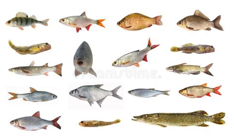 Species Of River Fish Stock Image - Image: 35038441