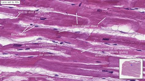 Cardiac Muscle Histology