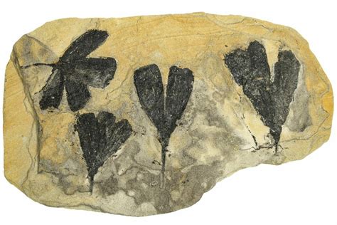 Four Jurassic Leaf (Ginkgo) Fossils - Yorkshire, England (#210991) For ...