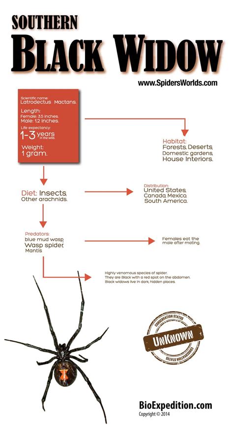 Southern Black Widow Infographic - Spider Facts and Information