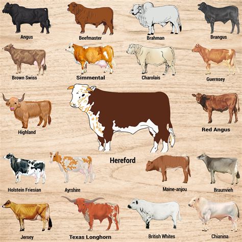 Weird Cow Breeds