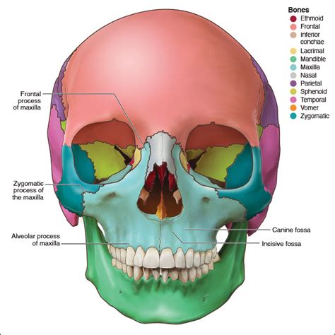 Anatomy Of Maxillary Alveolar Process | The Best Porn Website