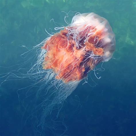 Lions Mane Jellyfish Size Comparison