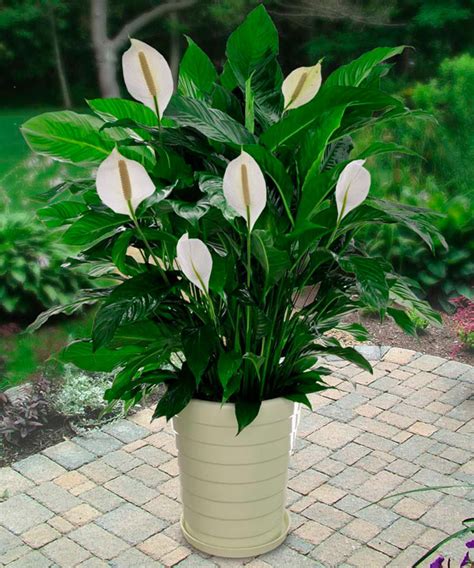 Can Peace Lilies Be Planted Outside - Plant Ideas