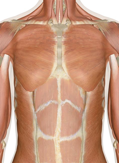 The Muscles of the Chest and Upper Back: 3D Anatomy Model