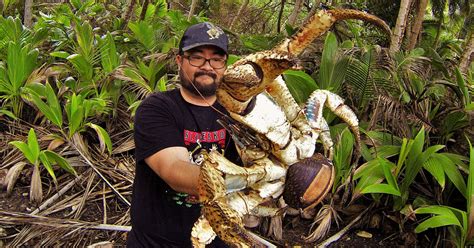 Holy Crab! Fearless Australian Poses With Massive Coconut Crab | HuffPost