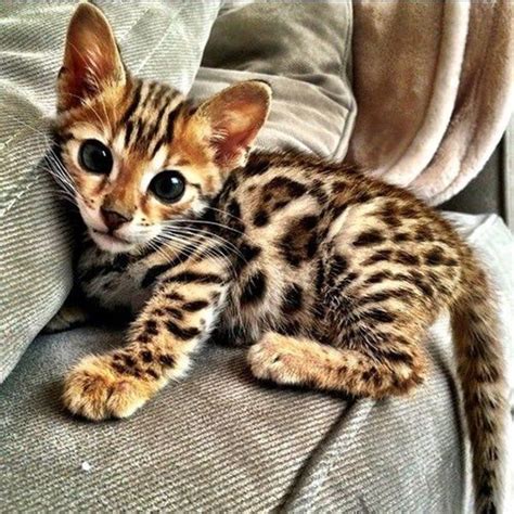 10 Famous Striped Cat Breeds in the World Of 2023 | Chats et chatons ...