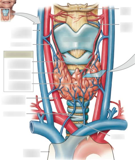 Location and anatomy of the thyroid gland ( right side only of diagram ...