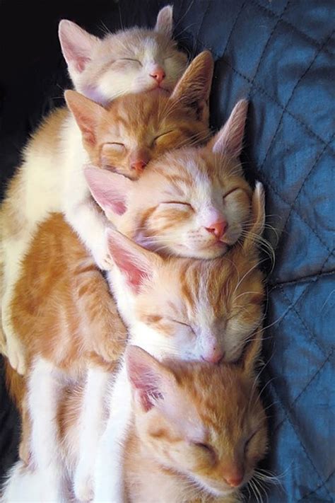 40 Really Cute Cuddling Kittens in the World | The Design Inspiration