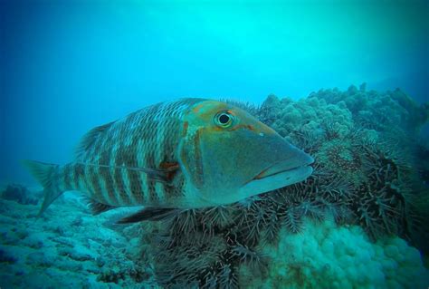 Fish Predators Help Control Coral-Eating Crown-of-Thorns Starfish on ...