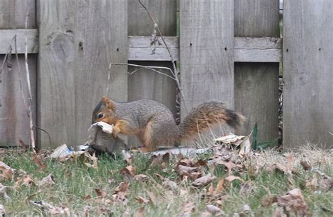 Today I’m Grateful for…a Squirrel – Nature is my Therapy