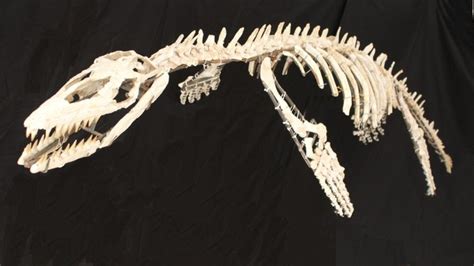 complete mosasaur - 3D skeleton - Prognathodon sp - - Catawiki