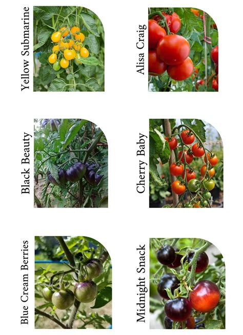 2021 Tomato Varieties — The Mother Cooker