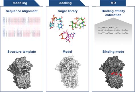 Frontiers | Bacterial Glycosyltransferases: Challenges and ...