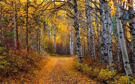 Aspens Wallpapers - Wallpaper Cave