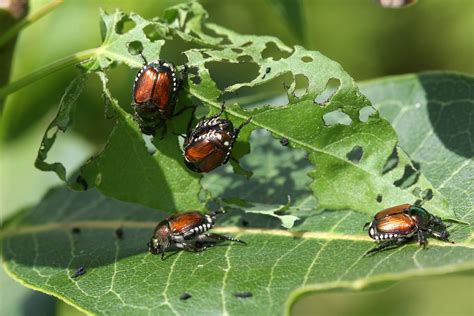 What Do Japanese Beetles Eat? « Pests And Diseases « Tree Topics