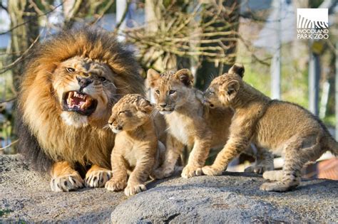 Woodland Park Zoo Blog: King Xerxes picks names for lion cubs