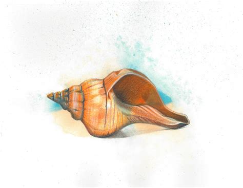 How To Draw A Conch Shell