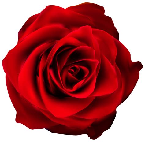 Rose Png Clip Art | Images and Photos finder