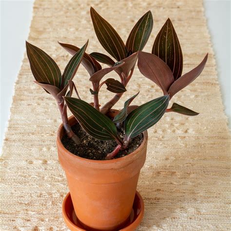 Jewel Orchid Varieties | kimtechseal.com