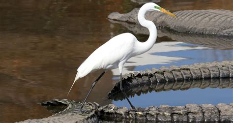 Great Egret Overview, All About Birds, Cornell Lab of Ornithology