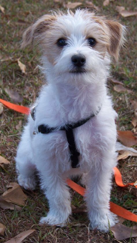 Pin by Stephanie LoCoco on Jackapoo | Jack russell terrier mix, Jack ...