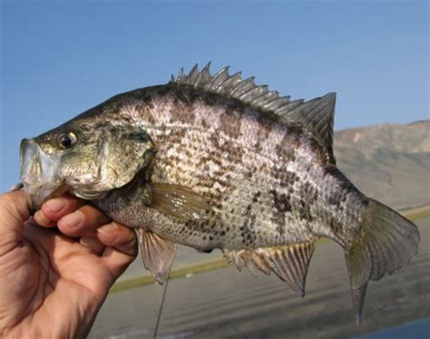 Sacramento Perch at Lake Crowley