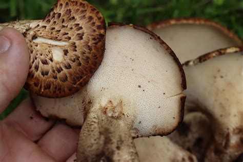 Foraging Pheasant Back Mushrooms (Cerioporus squamosus)