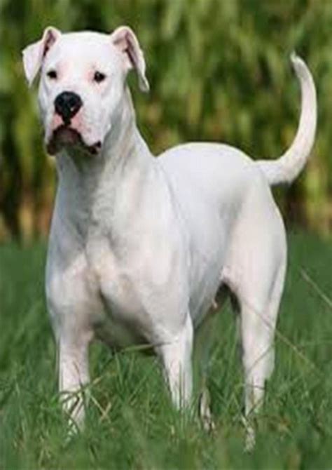 Dogo Argentino | Hondenrassen, Honden, Schoothondjes