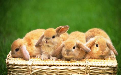 Cute Bunny Desktop Wallpaper