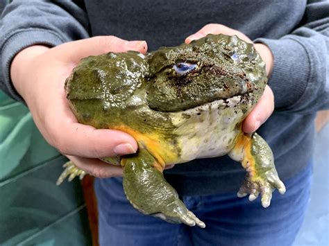 African Bullfrog - Potawatomi Zoo