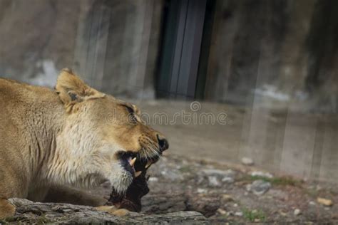 Lion in the zoo stock photo. Image of beast, majestic - 245729402