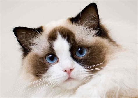 Top 10 Cat Breeds in the World