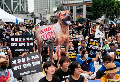 South Korean assembly bans dog meat trade, consumption - ABC News