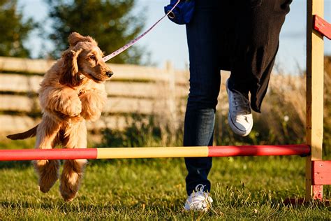 How to Train Your Dog in Agility Sports