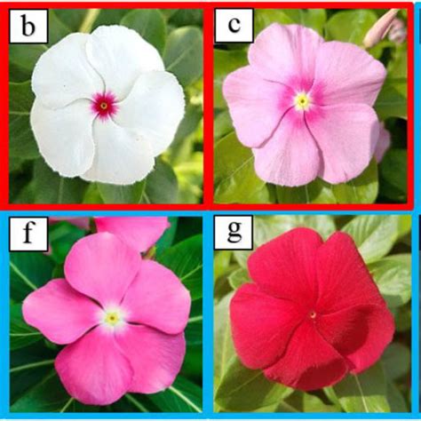 Photographs of eight varieties of Catharanthus roseus. (a) Patricia ...