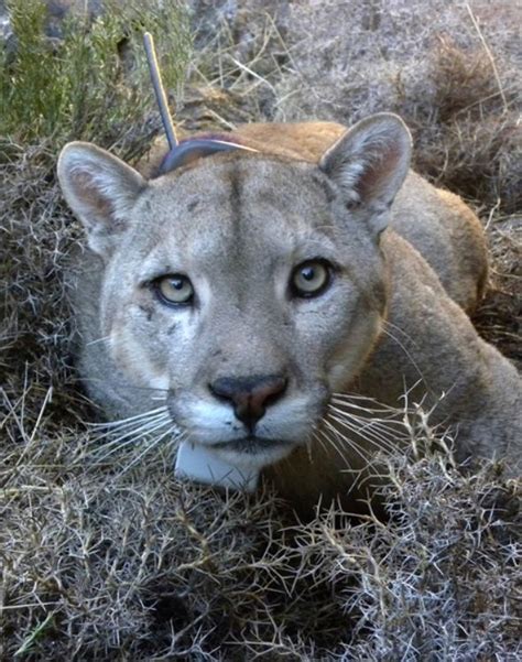 Pumas, Panthers & Cougars: Facts About America's Big Cats | Live Science