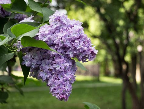 Common Purple Lilac | ubicaciondepersonas.cdmx.gob.mx