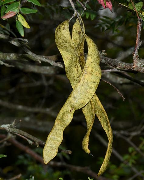 Gleditsia triacanthos