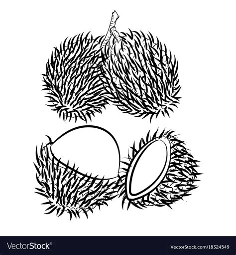 Line drawing rambutan -simple line Royalty Free Vector Image