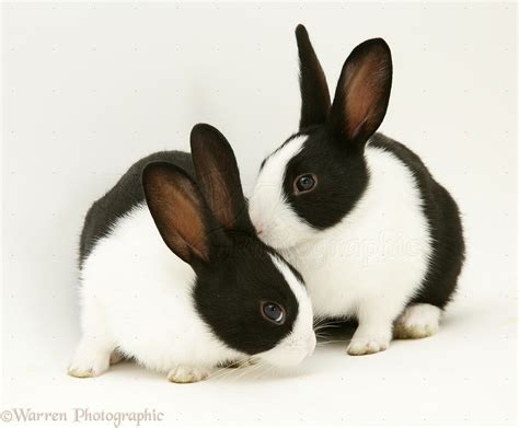 Black-and-white rabbits photo | Black and white rabbit, White rabbits ...