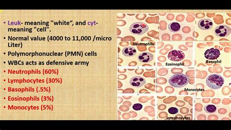 Functions of WBCs/ basic functions of Leukocytes/classification of WBC ...