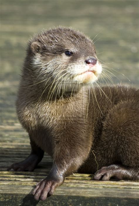 Baby River Otter ~ Awesome New Gift Ideas