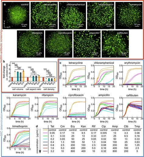 Screening biofilm architecture after antibiotic exposure and ...