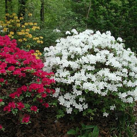 1 X WHITE AZALEA JAPANESE EVERGREEN SHRUB HARDY GARDEN PLANT IN POT